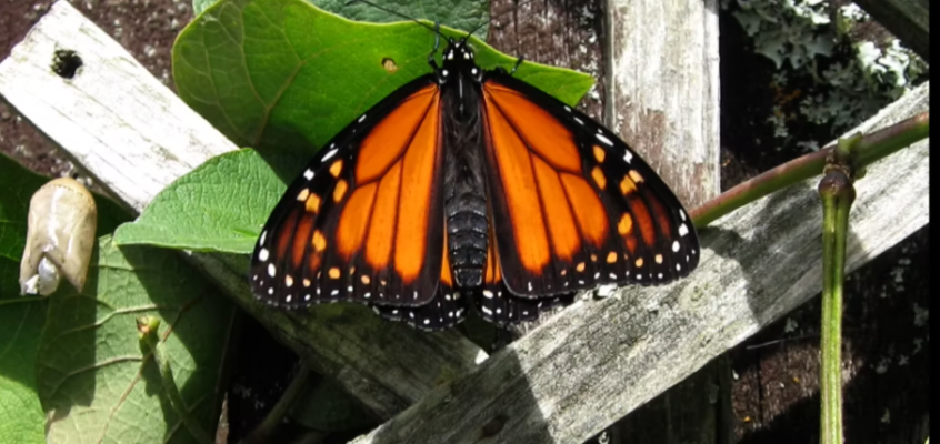 Murray Gadd Writes About The Monarch Butterfly