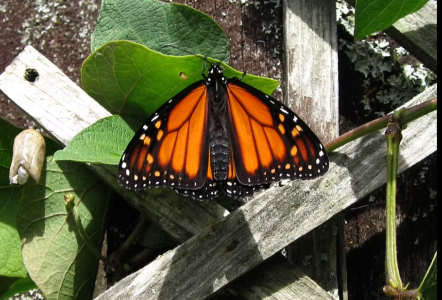 Murray Gadd Writes About The Monarch Butterfly